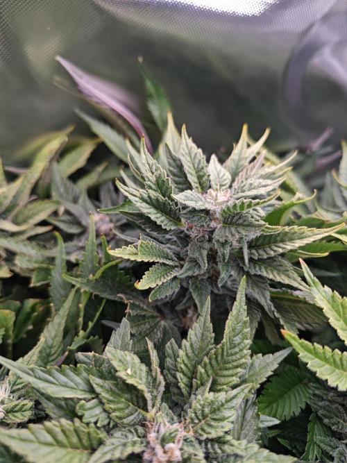 Mixed Strain Small Cabinet LED DWC Grow. Week 12