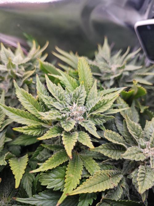 Mixed Strain Small Cabinet LED DWC Grow. Week 12