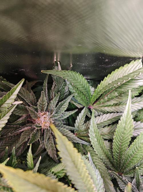 Mixed Strain Small Cabinet LED DWC Grow. Week 12