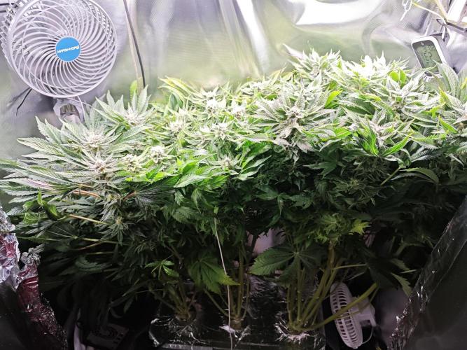 Mixed Strain Small Cabinet LED DWC Grow. Week 12