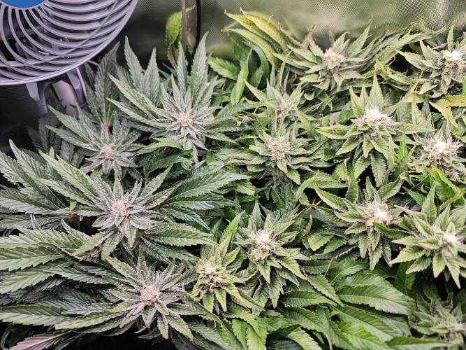 Mixed Strain Small Cabinet LED DWC Grow. Week 12