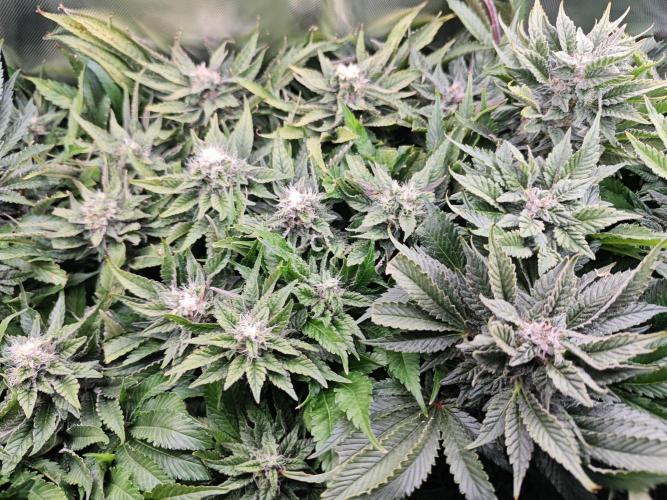 Mixed Strain Small Cabinet LED DWC Grow. Week 12