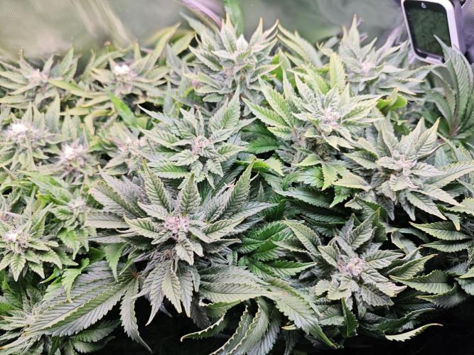 Mixed Strain Small Cabinet LED DWC Grow. Week 12