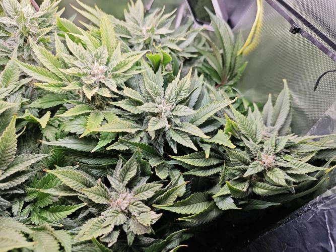 Mixed Strain Small Cabinet LED DWC Grow. Week 12