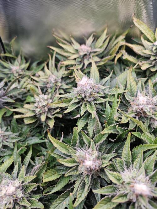 Mixed Strain Small Cabinet LED DWC Grow. Week 13