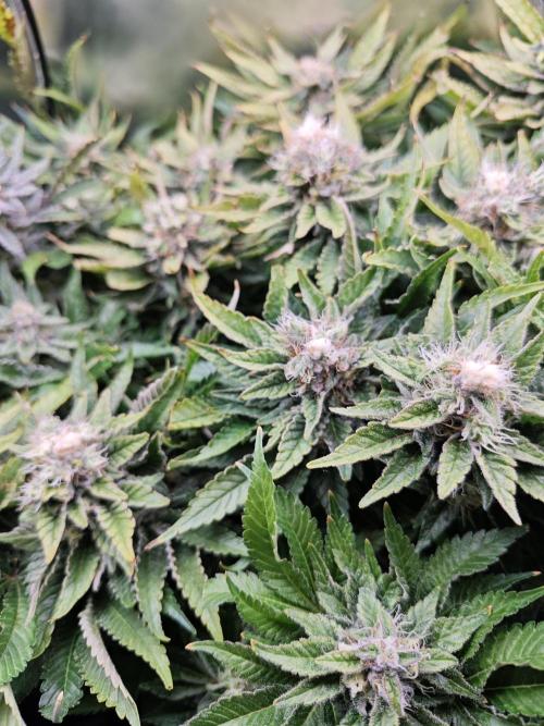 Mixed Strain Small Cabinet LED DWC Grow. Week 13