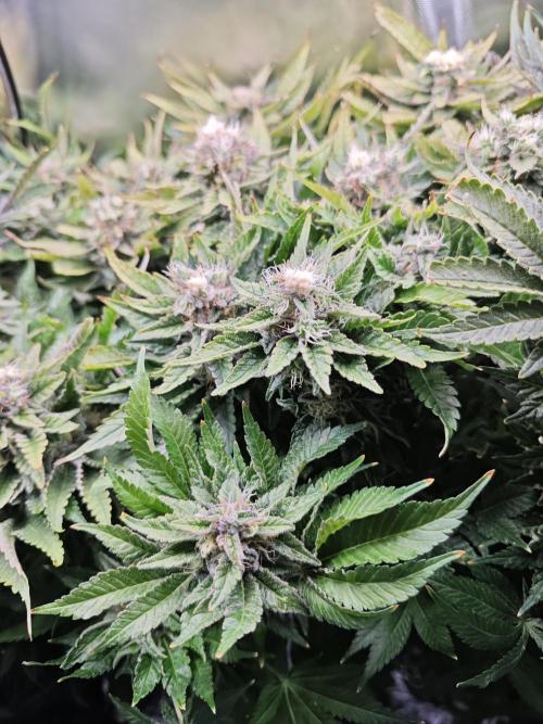 Mixed Strain Small Cabinet LED DWC Grow. Week 13