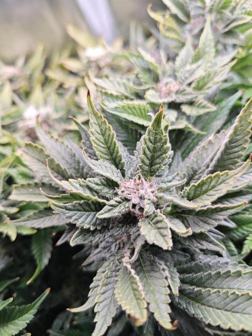 Mixed Strain Small Cabinet LED DWC Grow. Week 13
