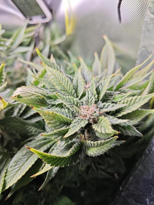 Mixed Strain Small Cabinet LED DWC Grow. Week 13