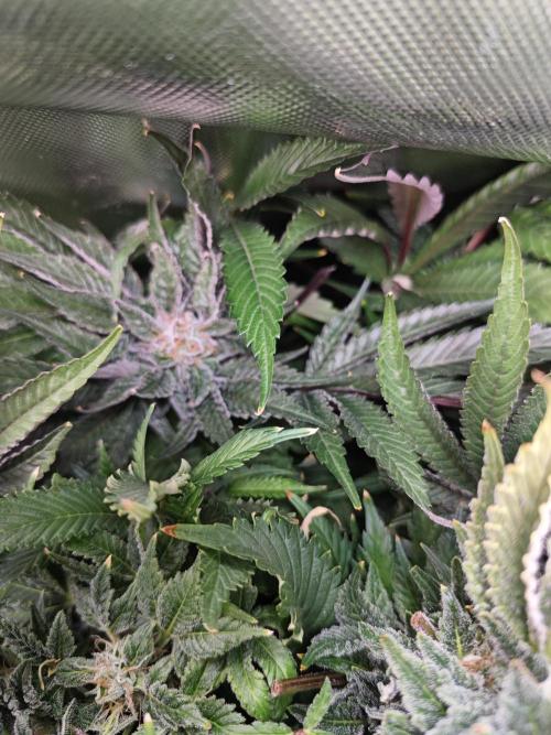 Mixed Strain Small Cabinet LED DWC Grow. Week 13