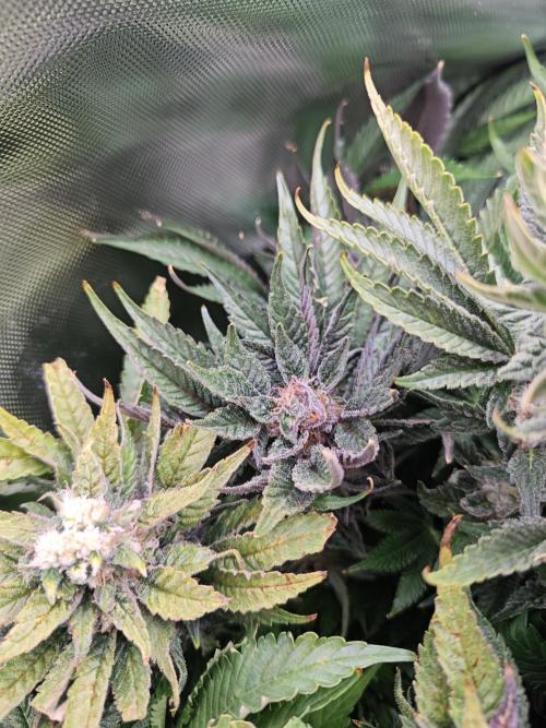 Mixed Strain Small Cabinet LED DWC Grow. Week 13