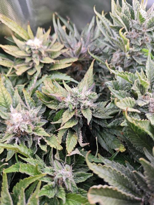 Mixed Strain Small Cabinet LED DWC Grow. Week 13