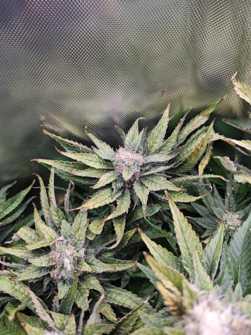 Mixed Strain Small Cabinet LED DWC Grow. Week 13