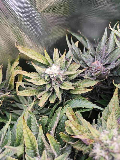 Mixed Strain Small Cabinet LED DWC Grow. Week 13