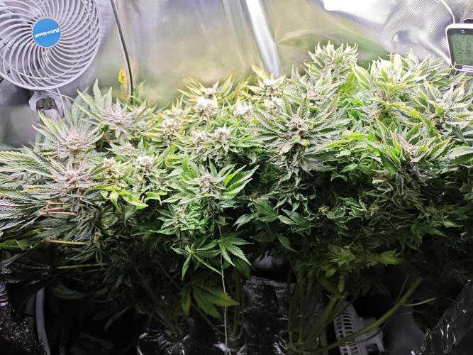 Mixed Strain Small Cabinet LED DWC Grow. Week 13