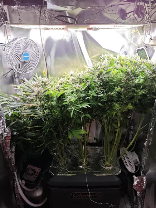 Mixed Strain Small Cabinet LED DWC Grow. Week 13