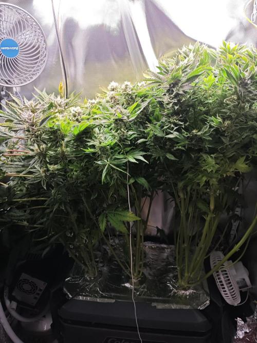 Mixed Strain Small Cabinet LED DWC Grow. Week 13