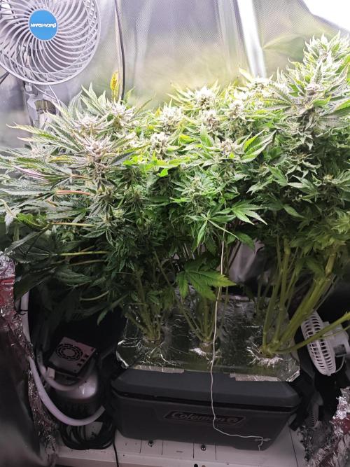 Mixed Strain Small Cabinet LED DWC Grow. Week 13