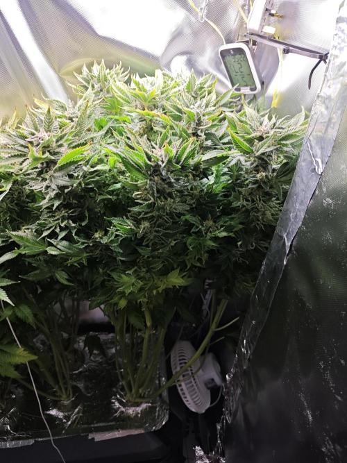 Mixed Strain Small Cabinet LED DWC Grow. Week 13