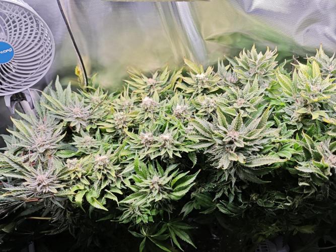 Mixed Strain Small Cabinet LED DWC Grow. Week 13