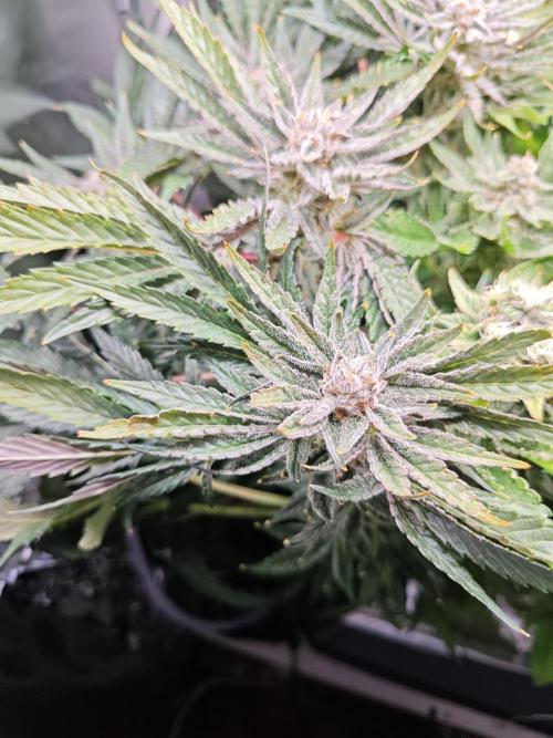 Mixed Strain Small Cabinet LED DWC Grow. Week 13