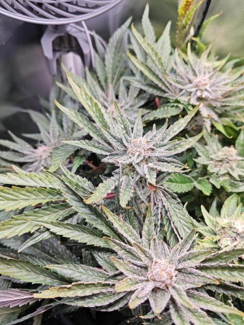 Mixed Strain Small Cabinet LED DWC Grow. Week 13