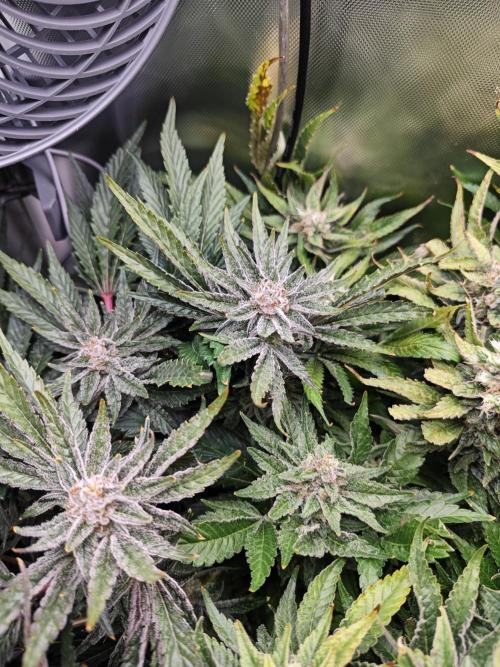 Mixed Strain Small Cabinet LED DWC Grow. Week 13