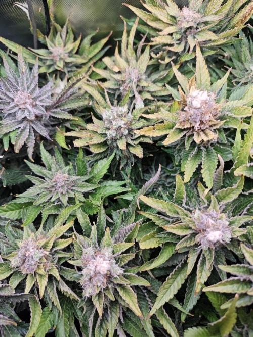 Mixed Strain Small Cabinet LED DWC Grow. Week 14