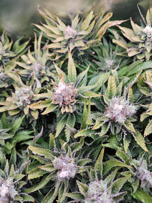 Mixed Strain Small Cabinet LED DWC Grow. Week 14