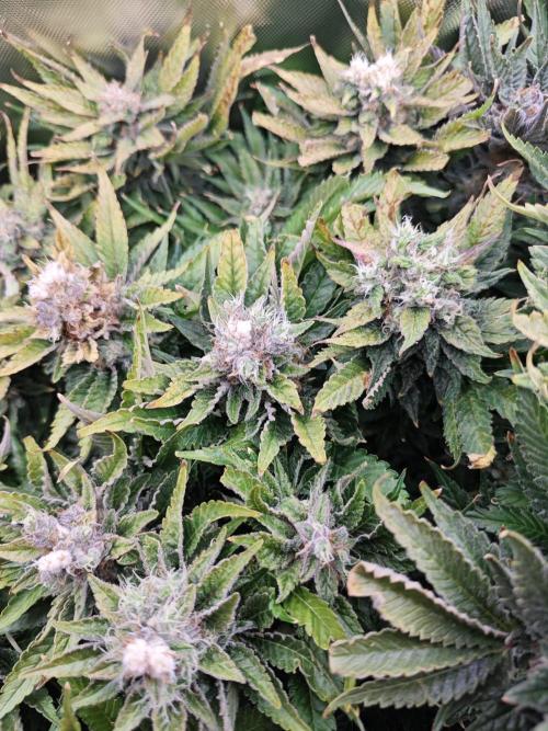 Mixed Strain Small Cabinet LED DWC Grow. Week 14