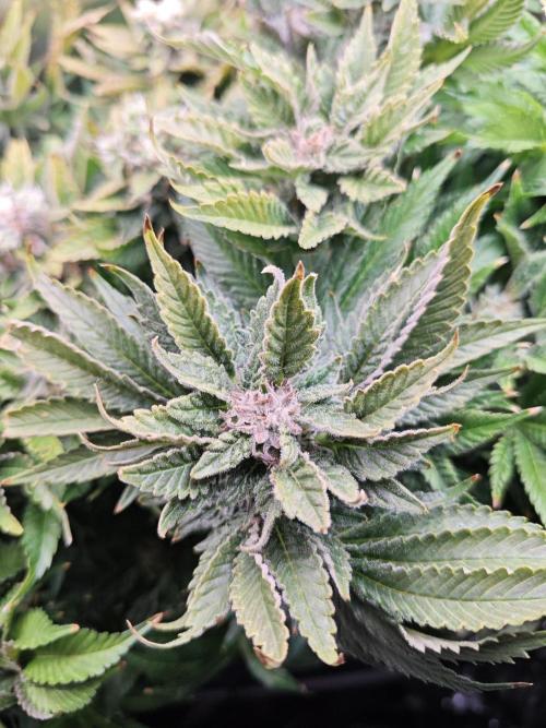 Mixed Strain Small Cabinet LED DWC Grow. Week 14