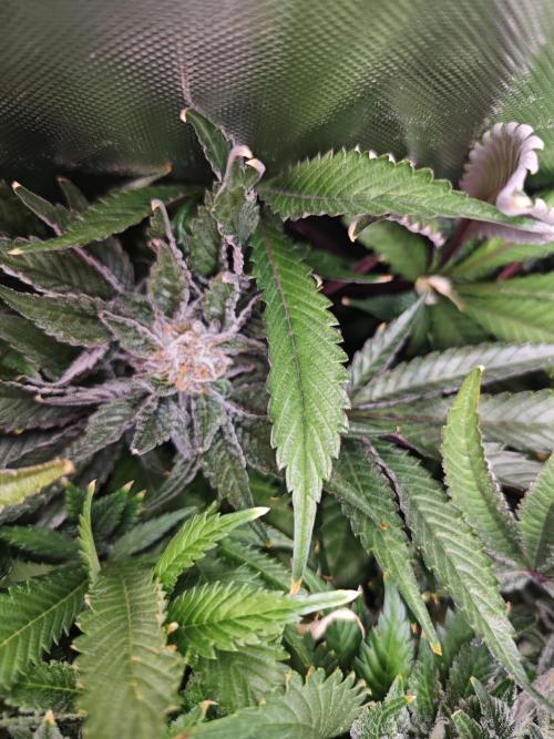 Mixed Strain Small Cabinet LED DWC Grow. Week 14