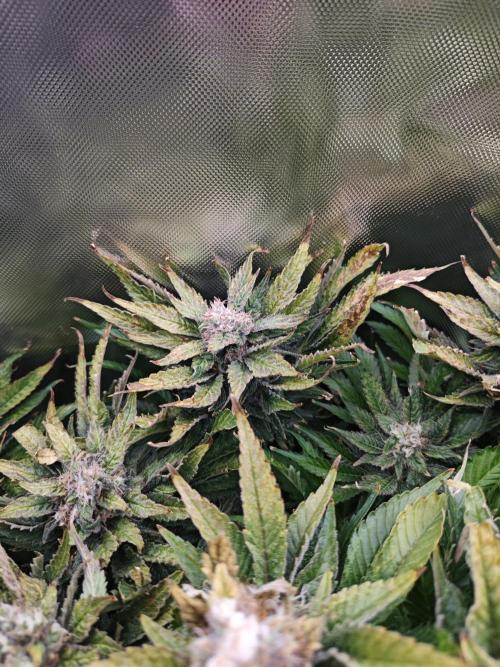 Mixed Strain Small Cabinet LED DWC Grow. Week 14