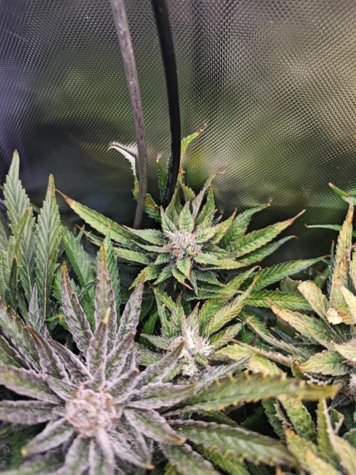 Mixed Strain Small Cabinet LED DWC Grow. Week 14