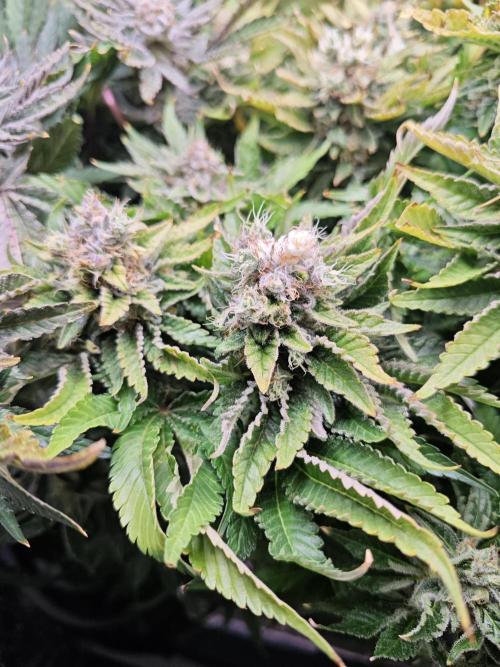 Mixed Strain Small Cabinet LED DWC Grow. Week 14