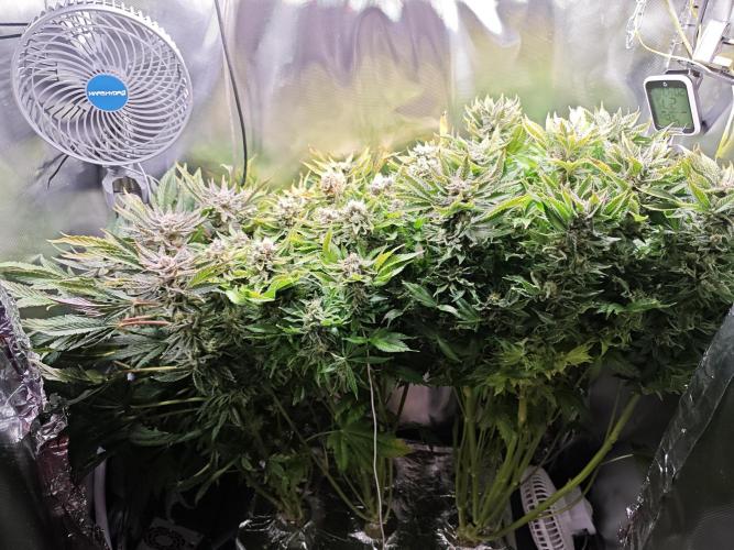 Mixed Strain Small Cabinet LED DWC Grow. Week 14