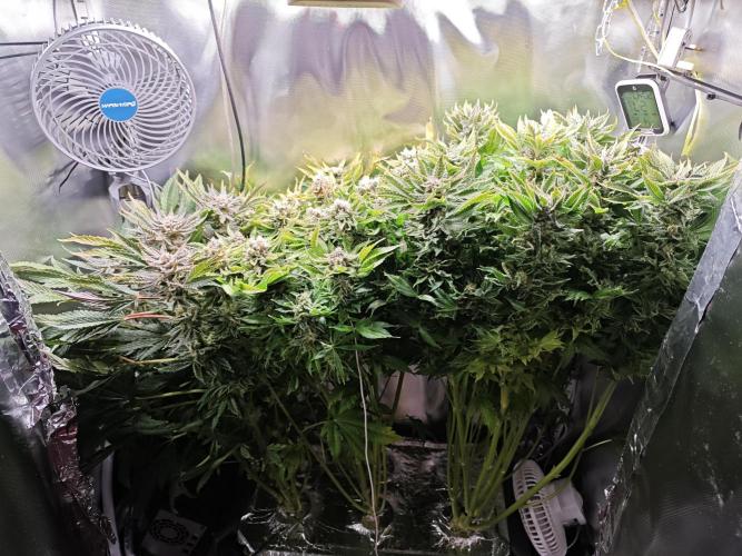 Mixed Strain Small Cabinet LED DWC Grow. Week 14