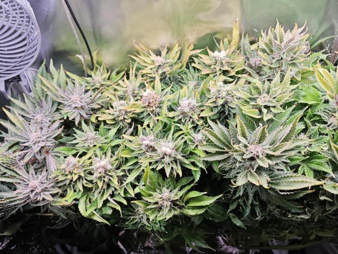 Mixed Strain Small Cabinet LED DWC Grow. Week 14