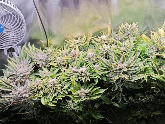 Mixed Strain Small Cabinet LED DWC Grow. Week 14