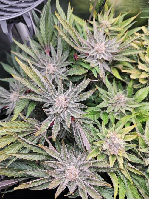 Mixed Strain Small Cabinet LED DWC Grow. Week 14
