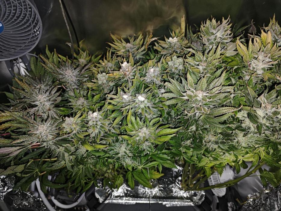 Mixed Strain Small Cabinet LED DWC Grow. Week 15