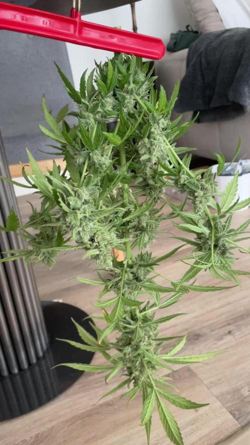 RQS Orion F1 Balcony grow