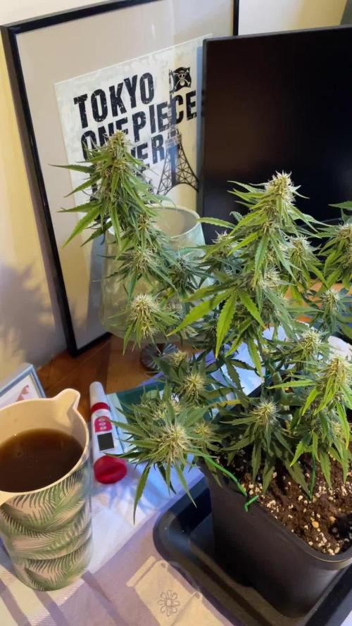 RQS Apple Fritter | freeseed