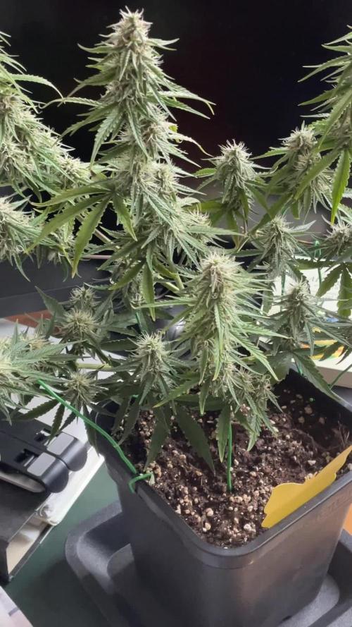 RQS Apple Fritter | freeseed