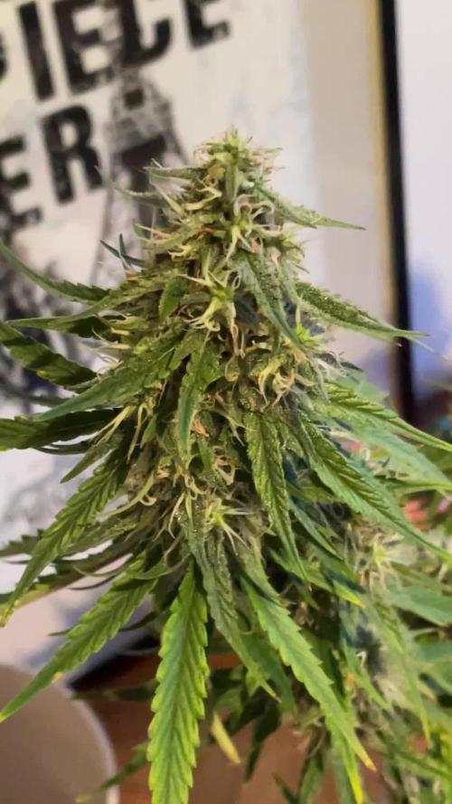 RQS Apple Fritter | freeseed