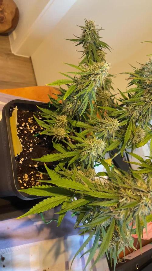 RQS Apple Fritter | freeseed