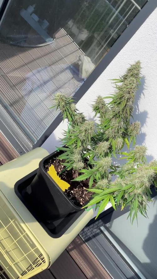 RQS Apple Fritter | freeseed