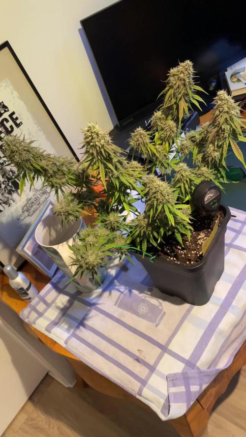 RQS Apple Fritter | freeseed