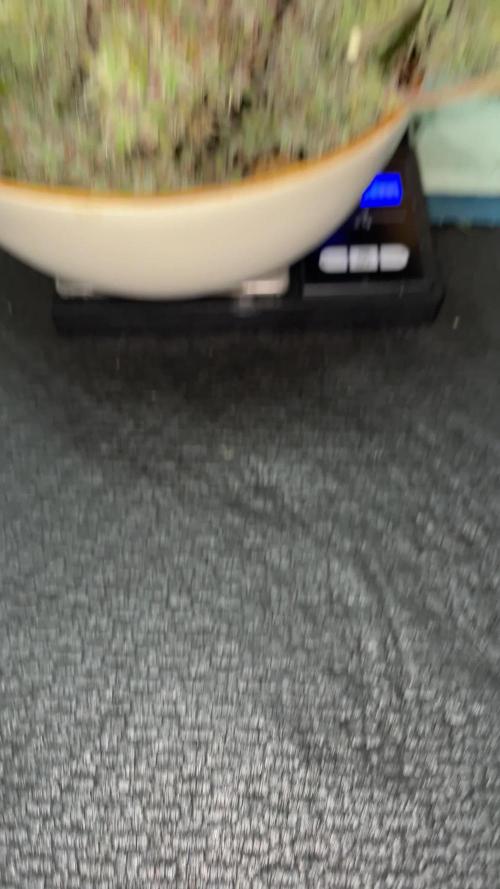 RQS Apple Fritter | freeseed