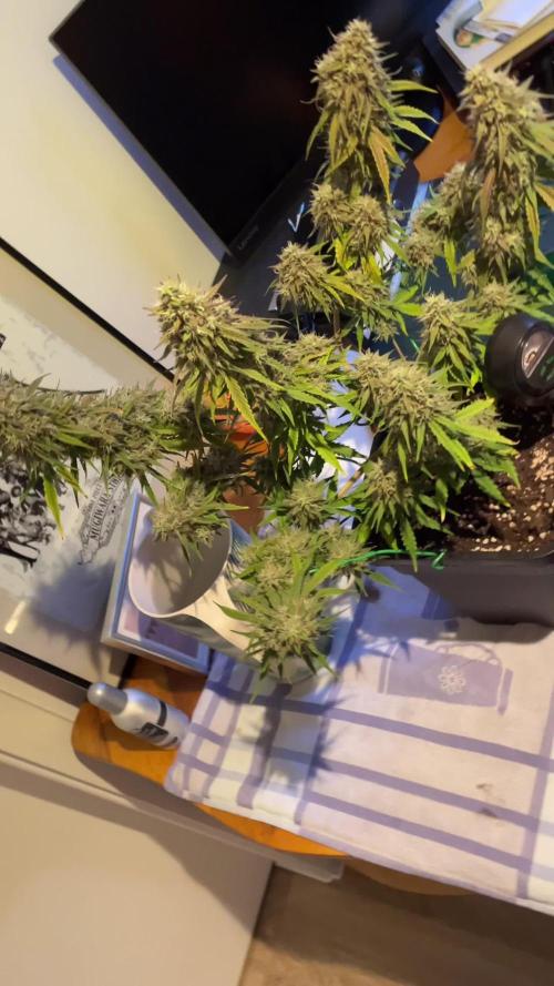 RQS Apple Fritter | freeseed